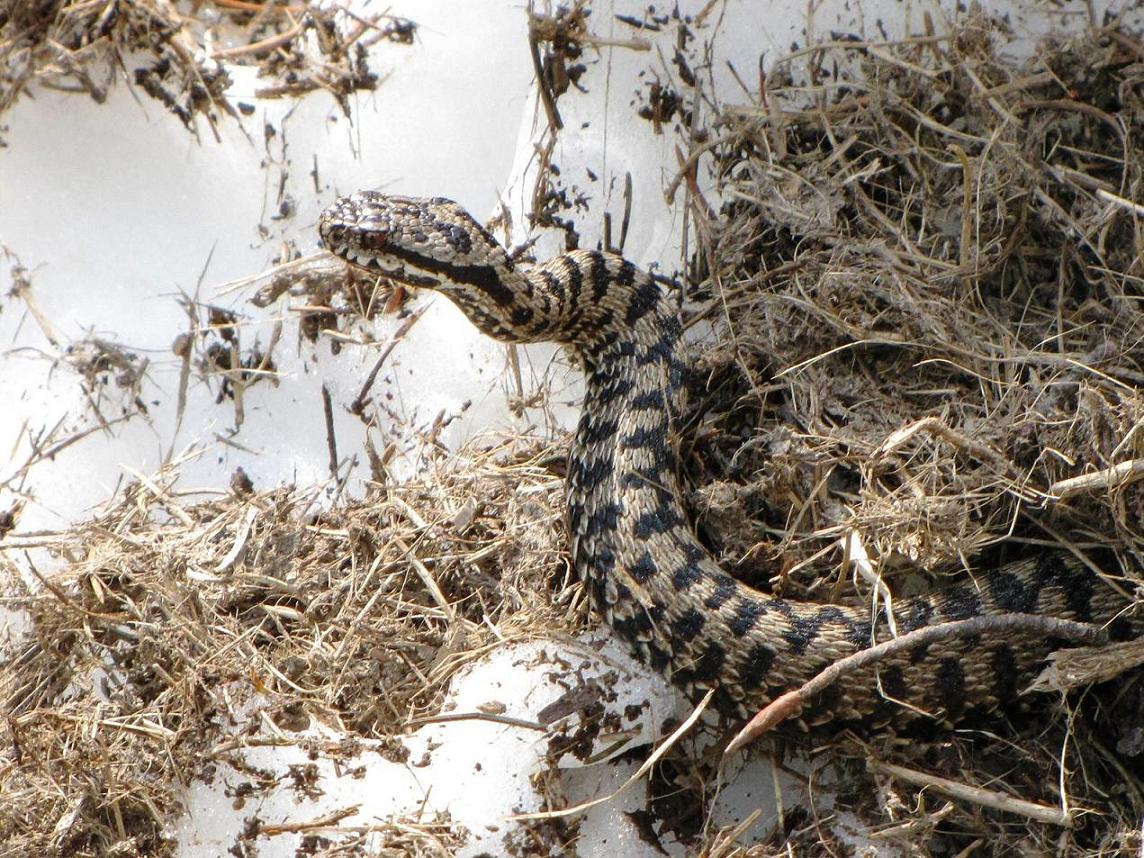 Vipera sulla neve